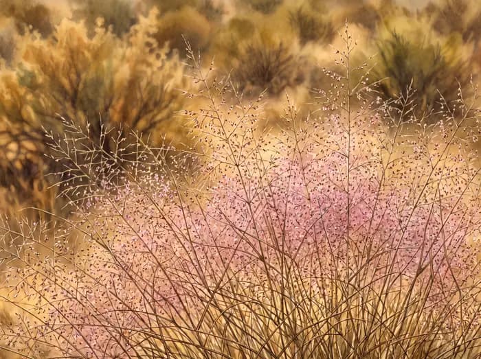 Bush muhly