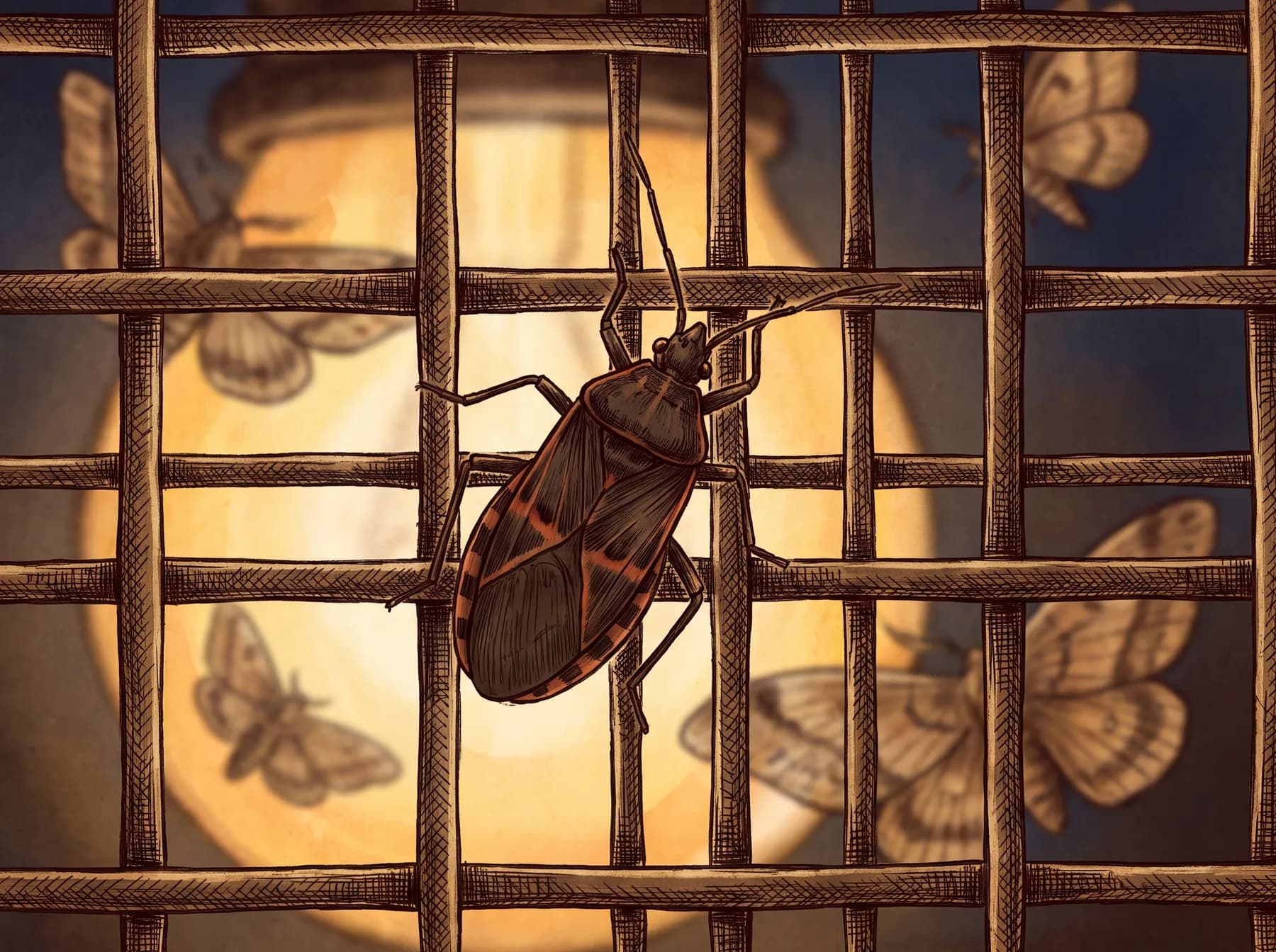 Conenose (kissing) bug
