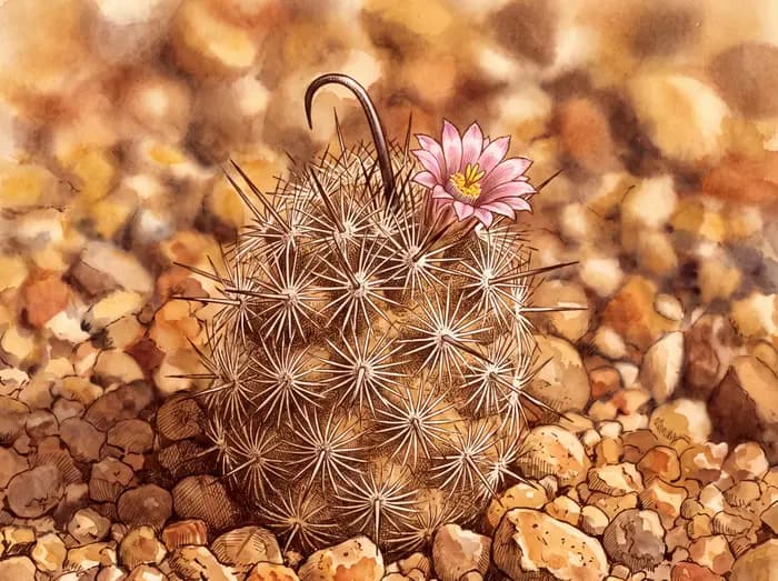 Fishhook cactus