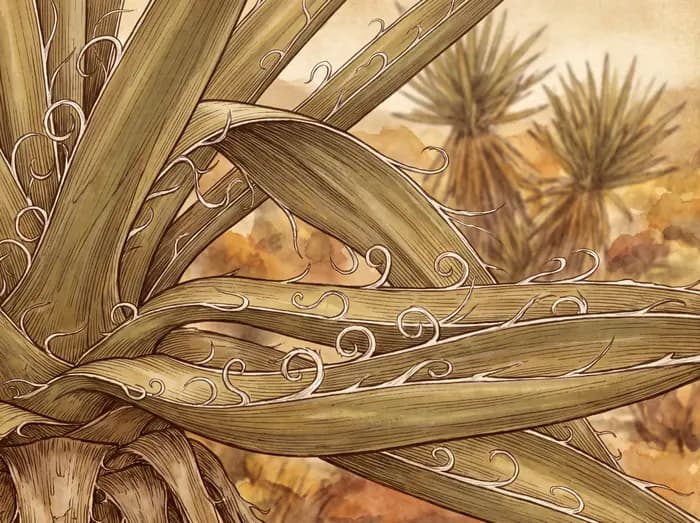 Mojave yucca
