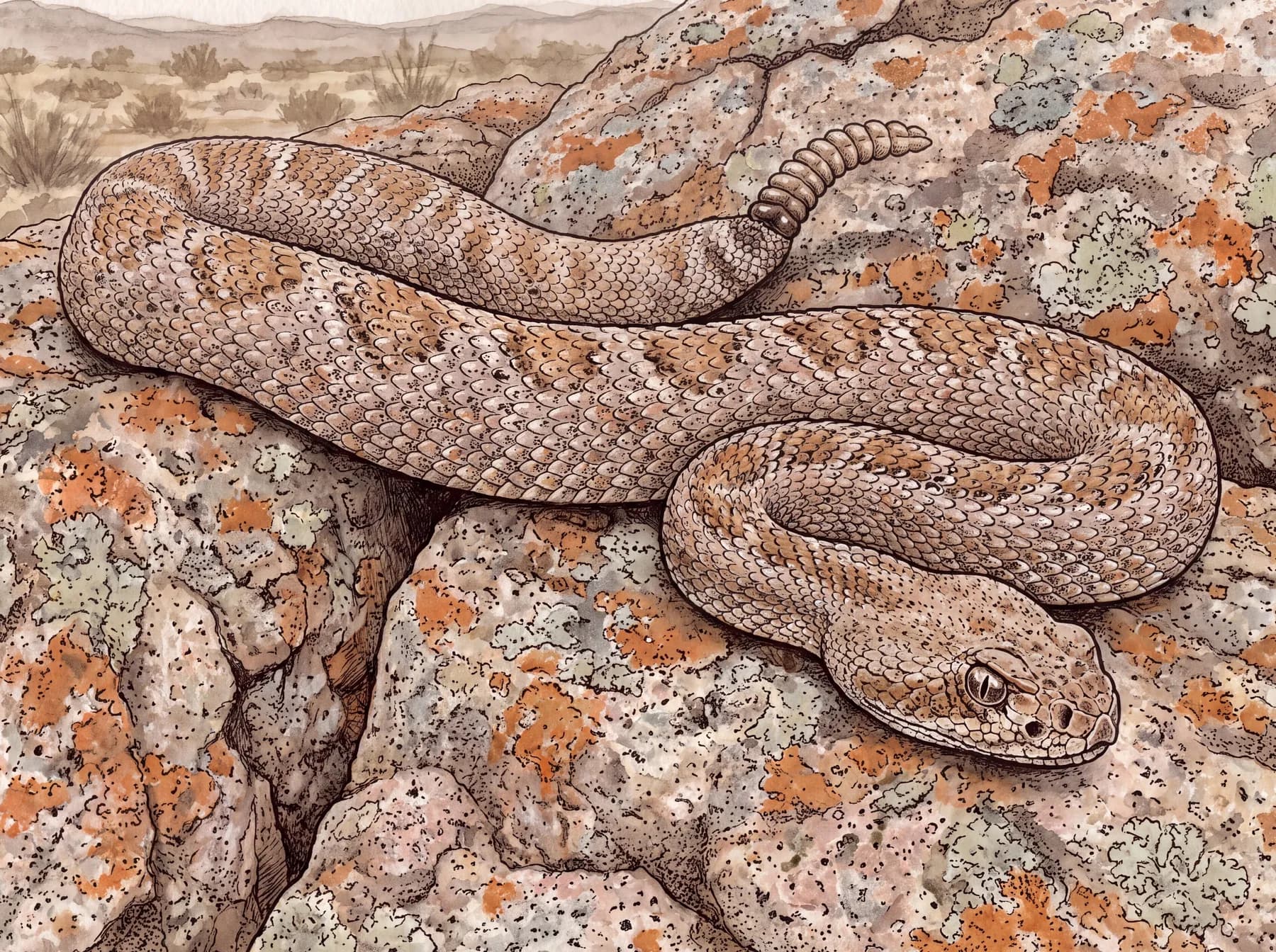 Speckled rattlesnake