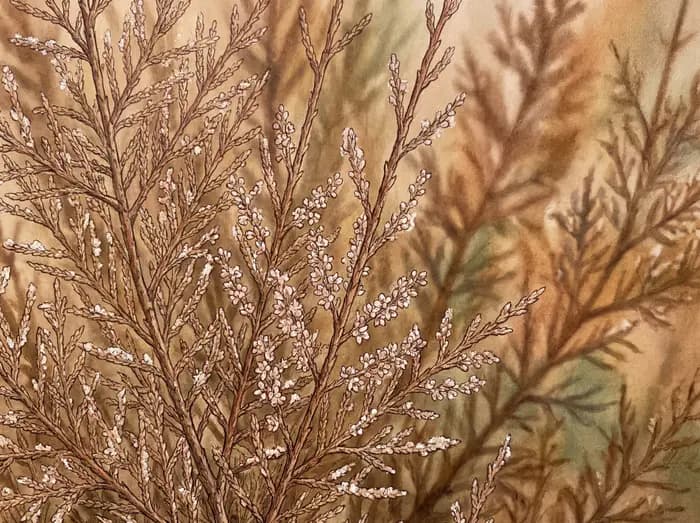 Tamarisk (salt cedar)