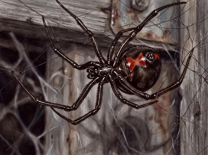 Western black widow